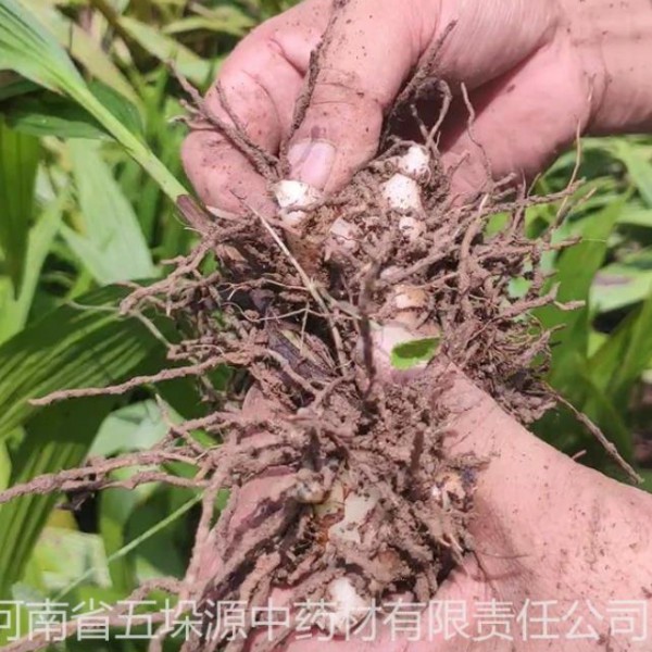 白芨苗三叉白芨苗露天白芨白花白芨黃